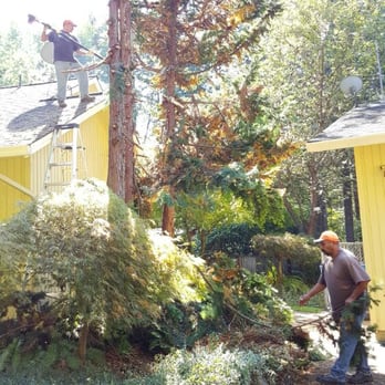 Leo'z Tree Service - Tree Services Near Me