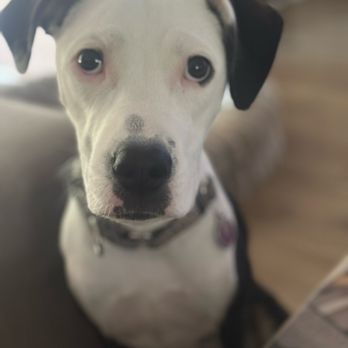 Dapper Dog Spa - Cielo's first spa day! She looks and feels amazing. - Pet Groomers Near Me - Whittier, California Dapper Dog Spa - Cielo's first spa day! She looks and feels amazing. - Pet Groomers Near Me - Whittier, California