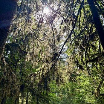 Hoh Rainforest - Hiking Near Me - Forks, Washington Hoh Rainforest - Hiking Near Me - Forks, Washington