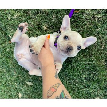 Petland -McKinney - Pet Stores Near Me - McKinney, Texas