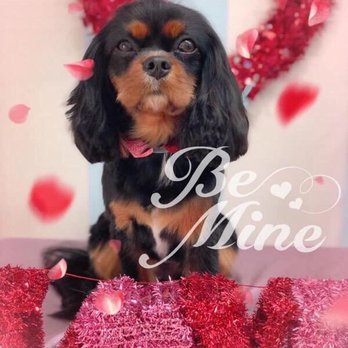 New Breeze Dog Salon - February 2019 groom - Pet Groomers Near Me - Honolulu, Hawaii