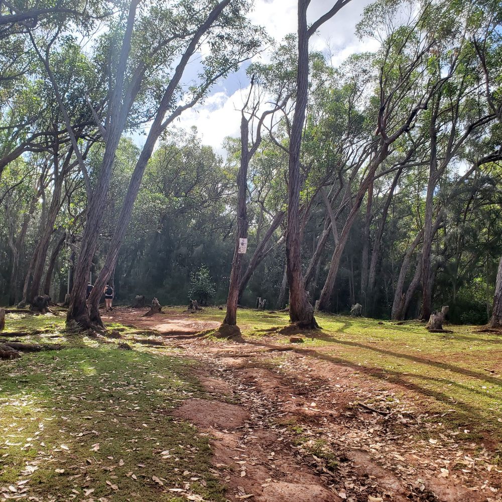 Aiea Loop Trail - Start of the trail - Hiking Near Me - Aiea, Hawaii