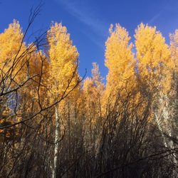 Aspen campground