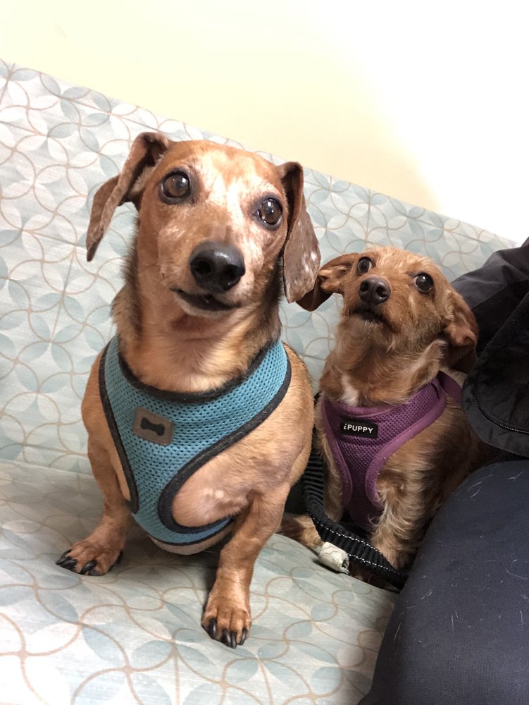 ANIMAL WELLNESS CENTER OF BUFFALO VALLEY Updated July 2024 201