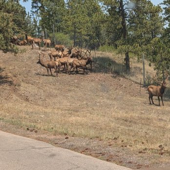 Bear Country USA - Elk - Zoos Near Me - Rapid City, South Dakota Bear Country USA - Elk - Zoos Near Me - Rapid City, South Dakota
