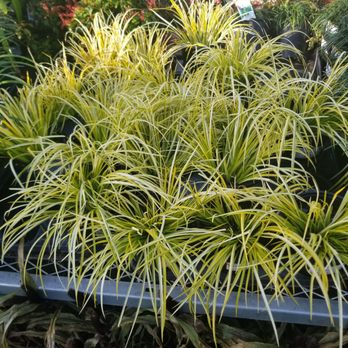 Evergreen Nursery - Nurseries & Gardening Near Me - San Leandro, California Evergreen Nursery - Nurseries & Gardening Near Me - San Leandro, California