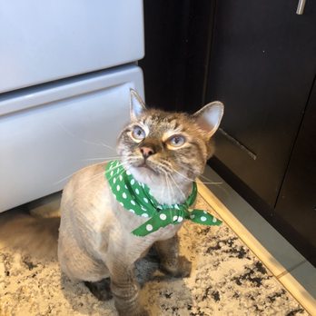 Royal Paws Pet Spa - Pet Groomers Near Me - Plantation, Florida Royal Paws Pet Spa - Pet Groomers Near Me - Plantation, Florida