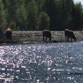 Dave Hansen Whitewater Trips - Cattle on the River - Boating Near Me - Jackson, Wyoming Dave Hansen Whitewater Trips - Cattle on the River - Boating Near Me - Jackson, Wyoming