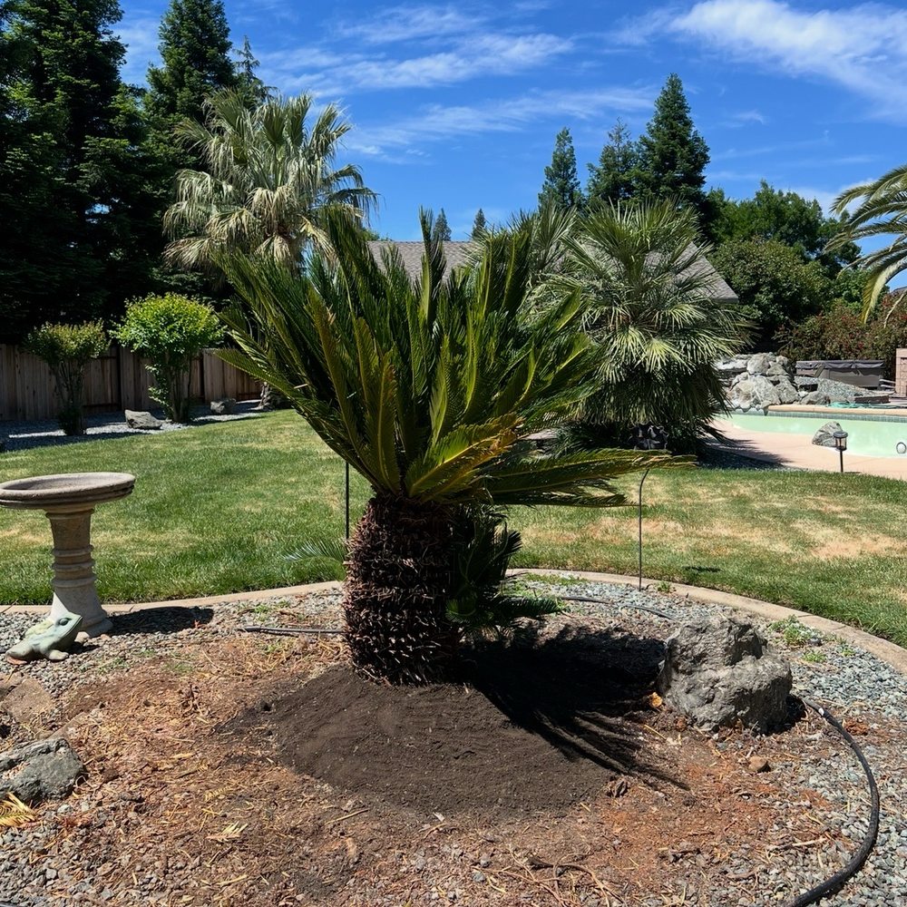 All Aspect Tree Service - My $850 much smaller 8-10 year old sago my landscaper  sourced and planted   I deducted these costs from my invoice as agreed - Tree Services Near Me