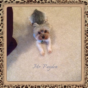 Good Dog Grooming Shop - Payden after being groomed at Good Dog Grooming - Pet Groomers Near Me - Houston, Texas