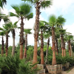 Moon Valley Nurseries
