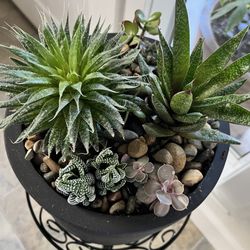 Alameda Floral Design - After transformation: Total of 5 different succulents potted and watered by Lily (owner).