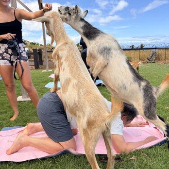 Lahaina Goat Yoga - Attraction Farms Near Me - Lahaina, Hawaii Lahaina Goat Yoga - Attraction Farms Near Me - Lahaina, Hawaii