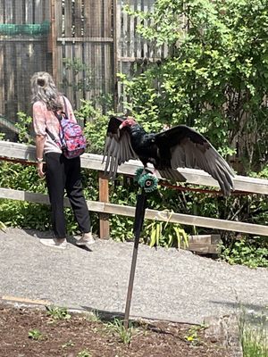 Cascades Raptor Center by null