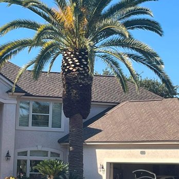 Big Daddy’s Palm Trees - Big Canary Palm after trimming and shaping the pineapple! What a transformation! - Landscaping Near Me Big Daddy’s Palm Trees - Big Canary Palm after trimming and shaping the pineapple! What a transformation! - Landscaping Near Me