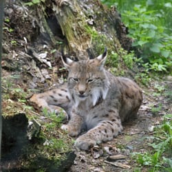 Bayerwald-Tierpark