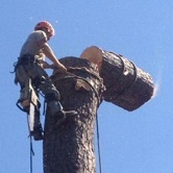 Arbor Care Tree Service Tree Services 16414 Forest Ln Little Rock Ar Phone Number
