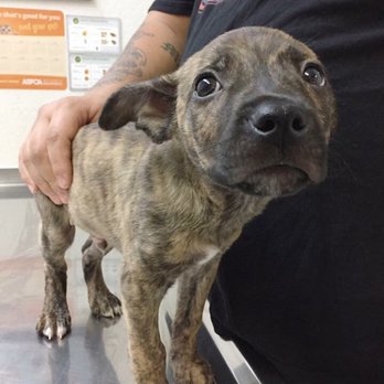 Sites Dalen E DVM - Shamus - Veterinarians Near Me - Mohave Valley, Arizona