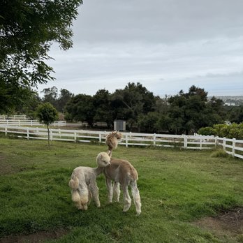 Canzelle Alpacas - cuties - Farms Near Me - Carpinteria, California Canzelle Alpacas - cuties - Farms Near Me - Carpinteria, California