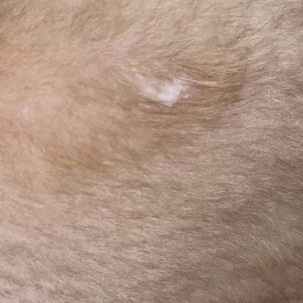 PetSmart - Bald spot where his hair was ripped out with the clippers. - Pet Stores Near Me - New Bern, North Carolina PetSmart - Bald spot where his hair was ripped out with the clippers. - Pet Stores Near Me - New Bern, North Carolina