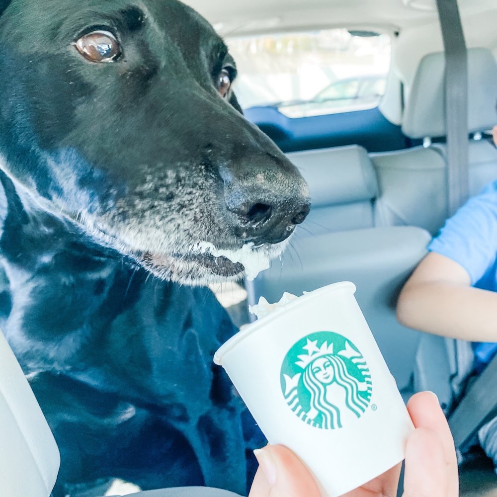 Starbucks - Puppichino - Coffee & Tea Near Me - Oceanside, California Starbucks - Puppichino - Coffee & Tea Near Me - Oceanside, California