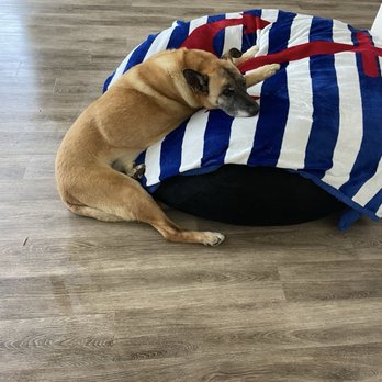 Malibu Vet Clinic - When the paralysis started. His back legs would give out and he'd collapse. Dr. Lupo injected a drug that paralyzed him!! - Veterinarians Near Me - Malibu, California