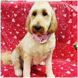Paradise Pet Parlor