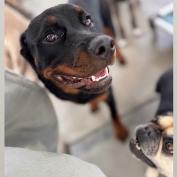Dog Days - Look at that smile!!! - Dog Walkers Near Me - San Diego, California