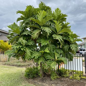 Konane Neighborhood Park - Parks Near Me - Kapolei, Hawaii