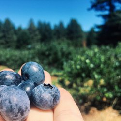 Noble Berry Farm