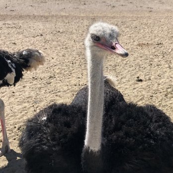 Rooster Cogburn Ostrich Ranch - Petting Zoos Near Me - Picacho, Arizona Rooster Cogburn Ostrich Ranch - Petting Zoos Near Me - Picacho, Arizona