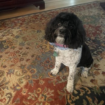 Dapper Tails - Carly after a lovely "spa" with Julie and Lexi. Love Ruff Life. Their care makes the extra $$ all worth it. - Pet Groomers Near Me
