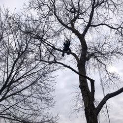 Phoenix Tree Services