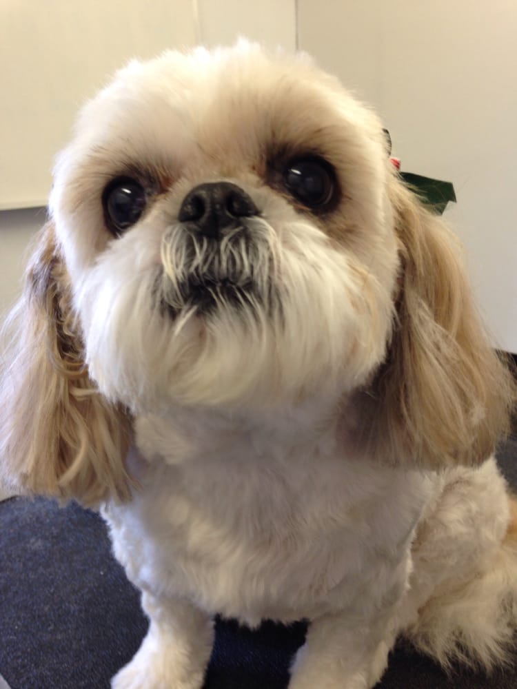 BEN FUR ROMAN PET SPA Updated August 2024 472 Harrison Brookville