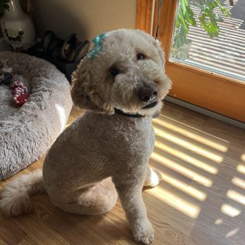 Just Dawgin' It - Katsu - Pet Groomers Near Me - Concord, California
