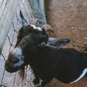 Lucky Ladd Farms - Look at this guy! - Zoos Near Me - Eagleville, Tennessee