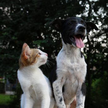 Fetch! Pet Care Conejo Valley - Do you see our sitter from Fetch? - Dog Walkers Near Me Fetch! Pet Care Conejo Valley - Do you see our sitter from Fetch? - Dog Walkers Near Me