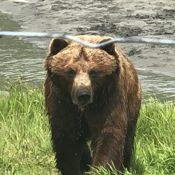 Wild Alaska Travel - My favorite- feeding the bears - Tours Near Me - Anchorage, Alaska Wild Alaska Travel - My favorite- feeding the bears - Tours Near Me - Anchorage, Alaska