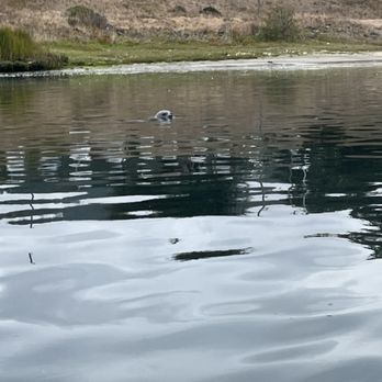 Half Moon Bay Kayak - Harbor seal in the shallows. - Rafting/Kayaking Near Me - Half Moon Bay, California Half Moon Bay Kayak - Harbor seal in the shallows. - Rafting/Kayaking Near Me - Half Moon Bay, California