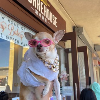 CA Bakehouse - Ohh I am excited - Bakeries Near Me - San Jose, California CA Bakehouse - Ohh I am excited - Bakeries Near Me - San Jose, California