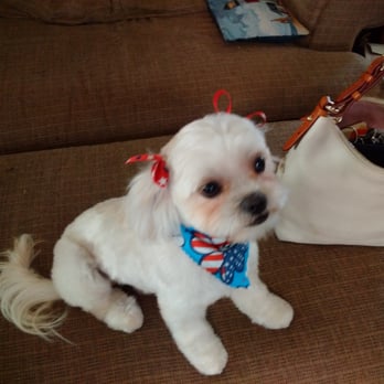 Pampered Paws - Pet Groomers Near Me - Carmichael, California Pampered Paws - Pet Groomers Near Me - Carmichael, California