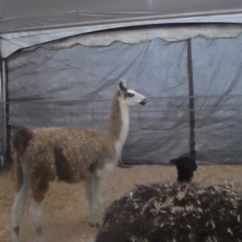 50th State Fair - Llamas At the Petting Zoo at the 50th state fair - Festivals Near Me - Honolulu, Hawaii