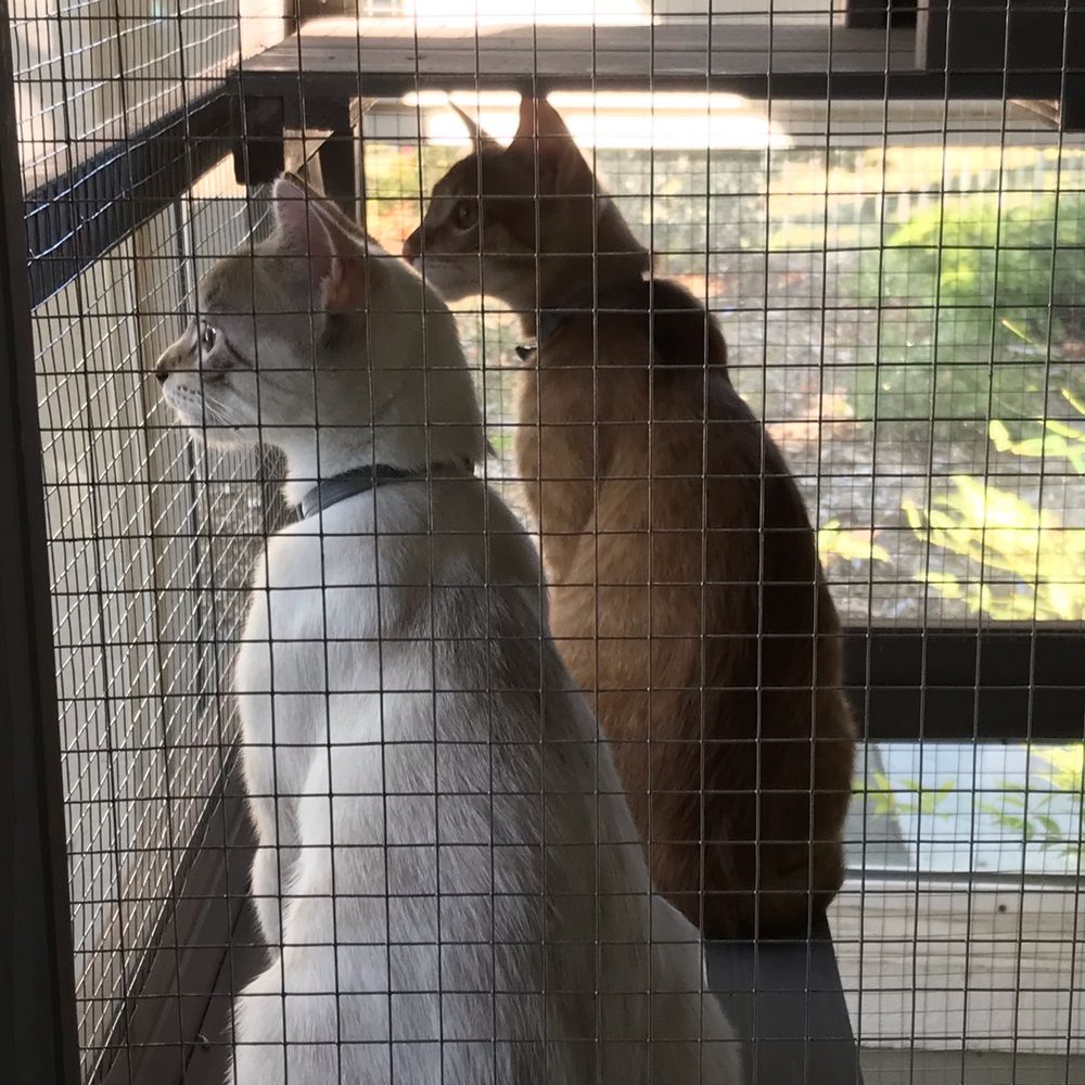 Andrea’s Dream Rescue - Axl & Rose throughly enjoying themselves in their Catio. - Animal Shelters Near Me - San Francisco, California