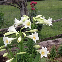 Bend O' the River Bed & Breakfast - The garden usually has something blooming. Guests are welcome to sit out on the stone patio in our zero gravity chairs and look at the stars