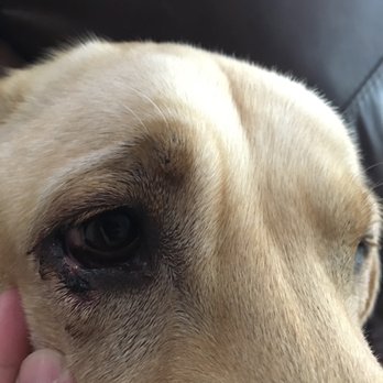 Tails-A-Waggin Dog & Cat Inn - You gave him a bloody eye - Pet Groomers Near Me - Bothell, Washington