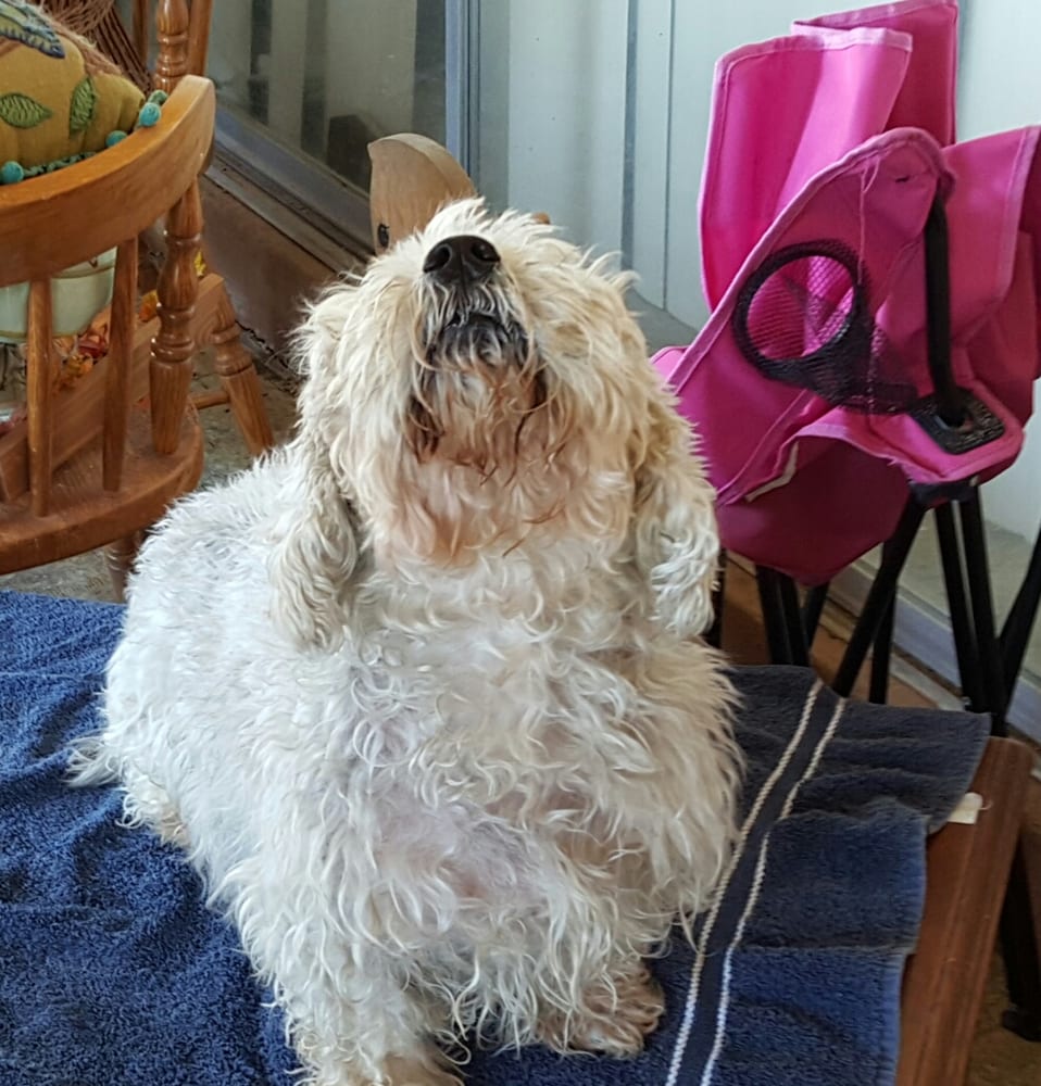 JUDSON ROAD ANIMAL CLINIC Updated July 2024 3770 Judson Rd