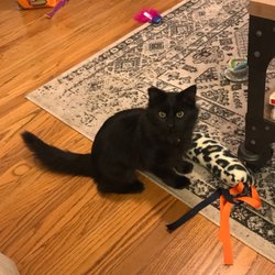 Oregon Humane Society Salem - Sabrina with the toy we were given by WHS for free