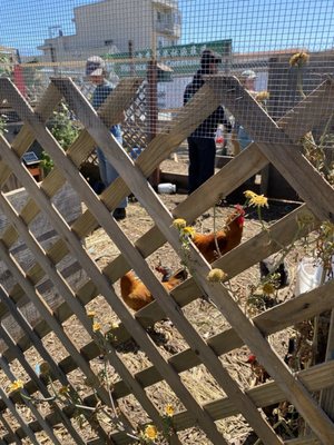 Florence Fang Community Farm by null