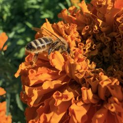 Topaz Farm - Butterfly Maze Marigold and Honey Bee