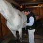 Photo of North Bridge Equine Associates
